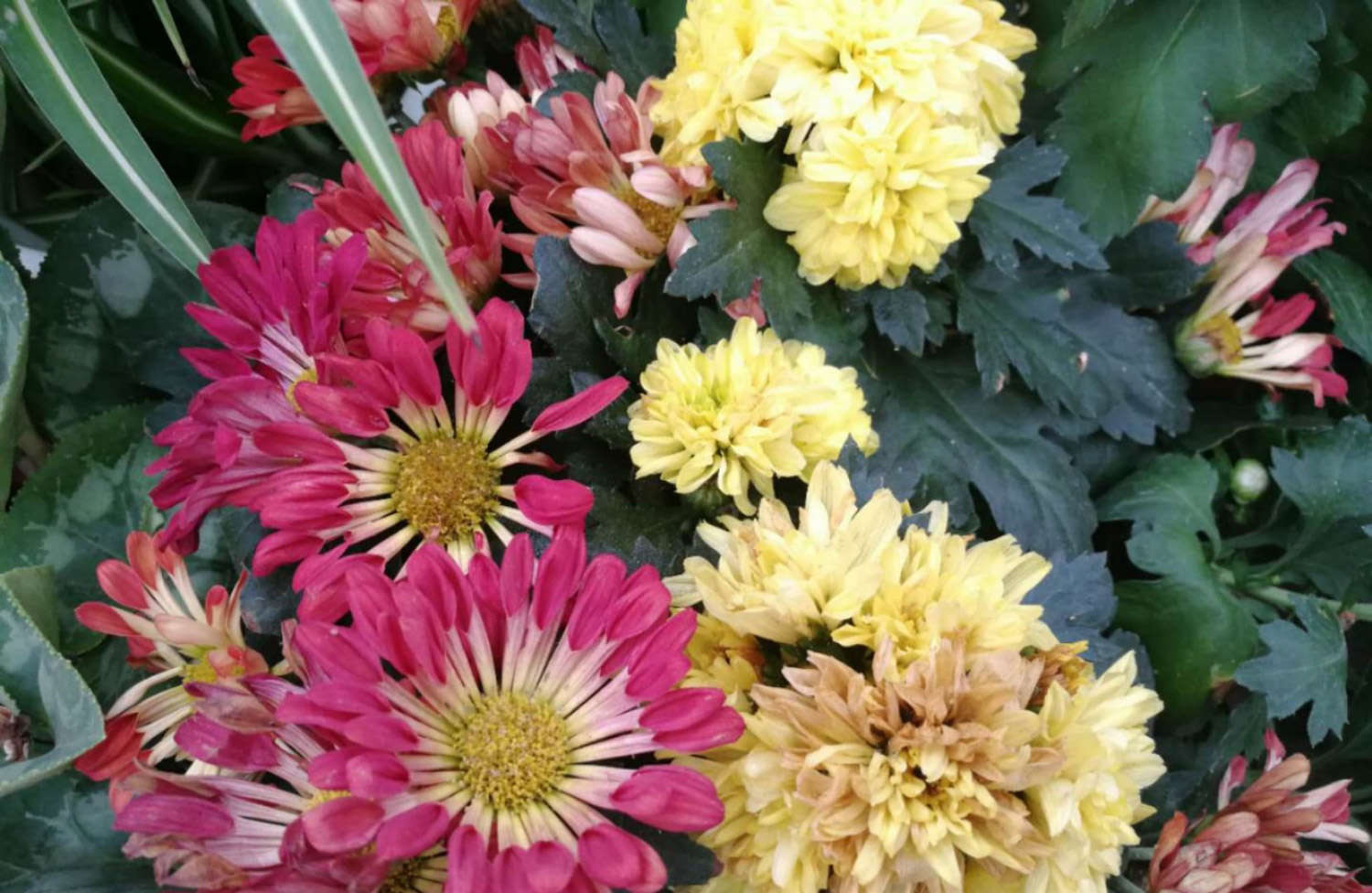 菊花 菊花
