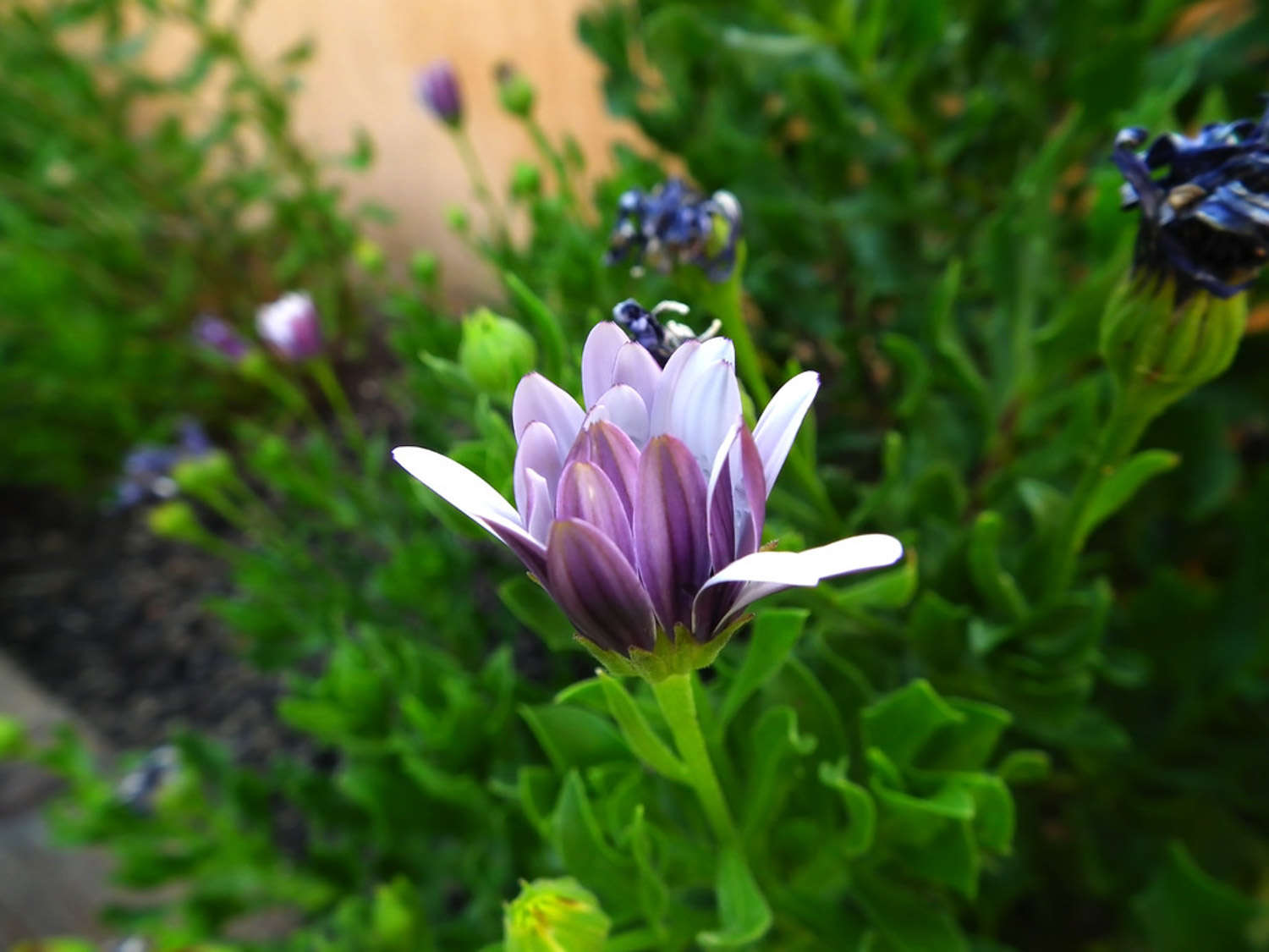 菊花 菊花