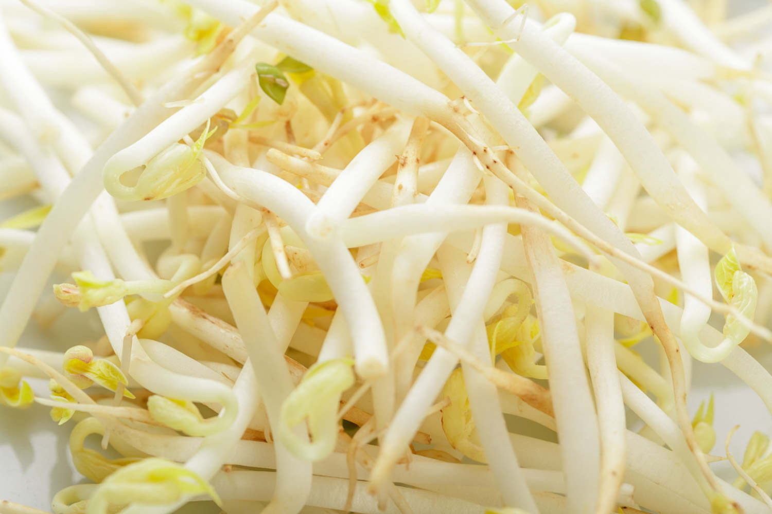 豆芽 豆芽