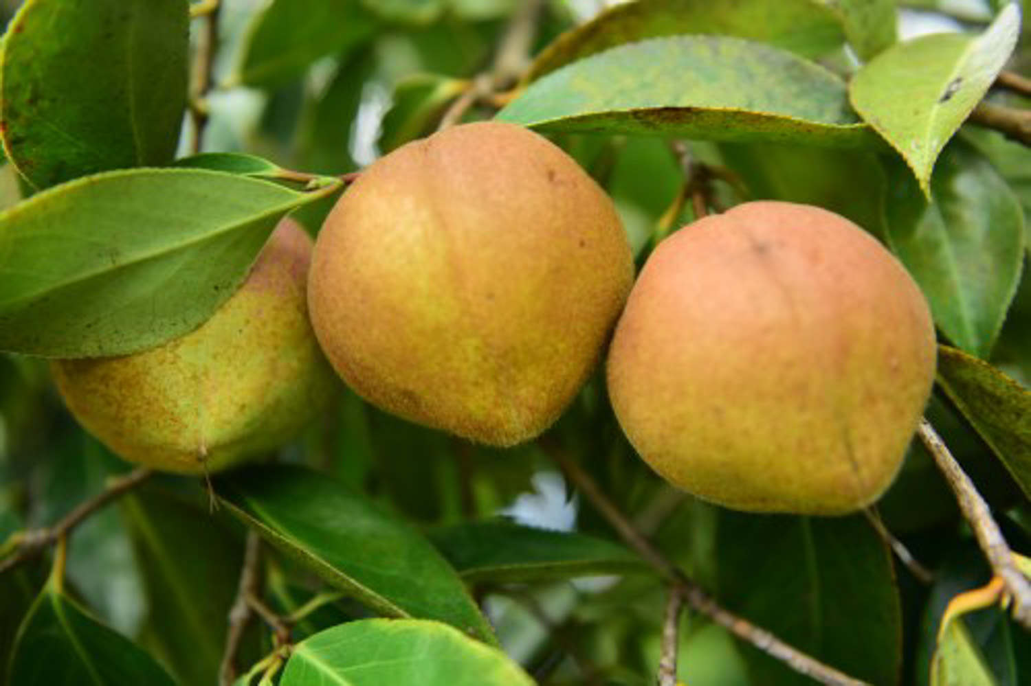 油茶 油茶