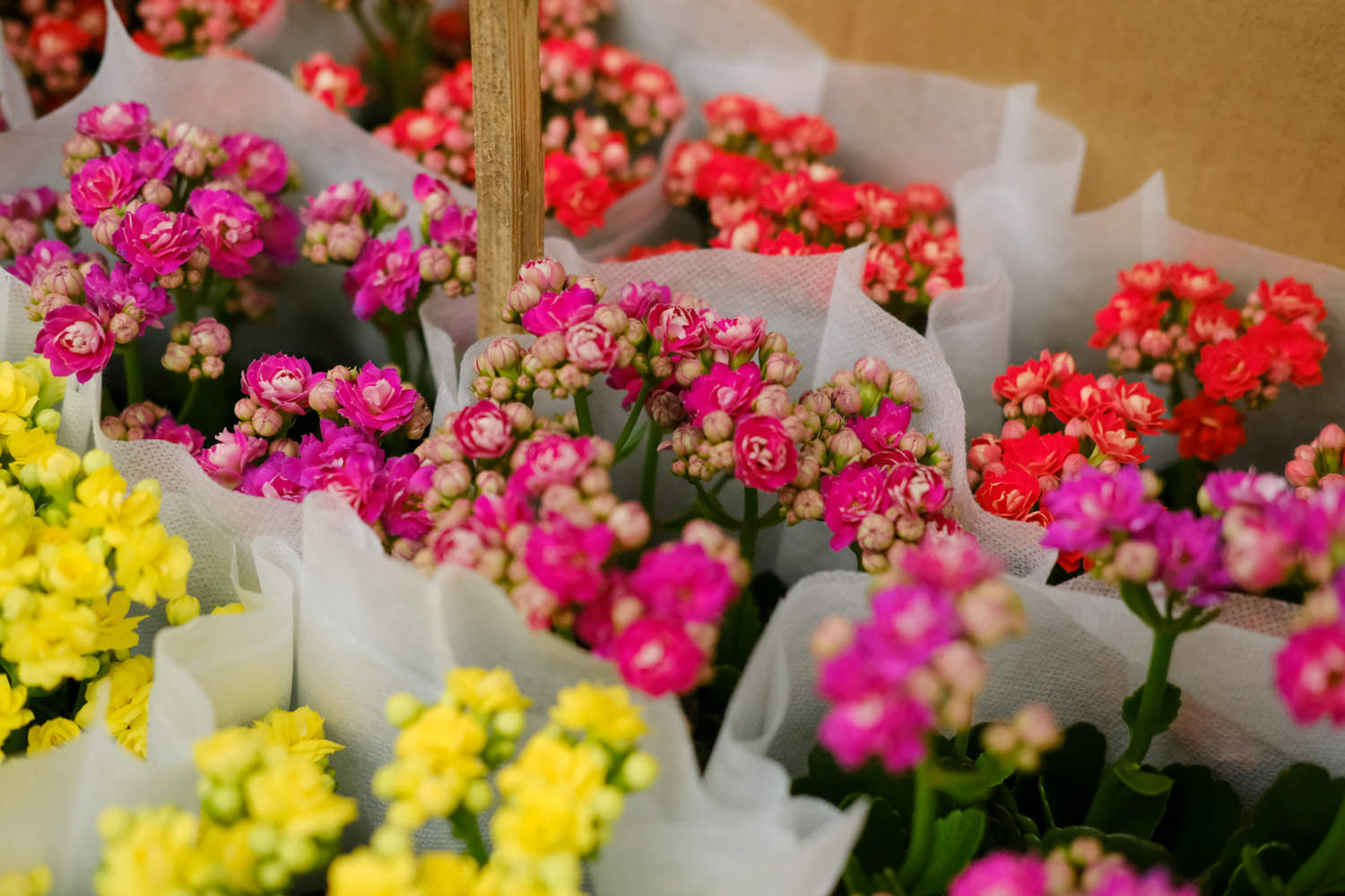 长寿花 长寿花