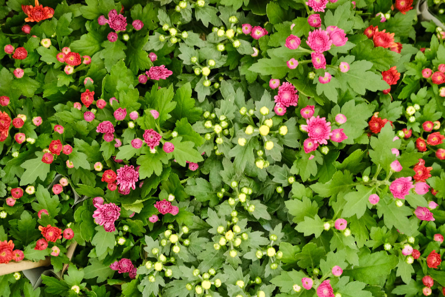 菊花 菊花