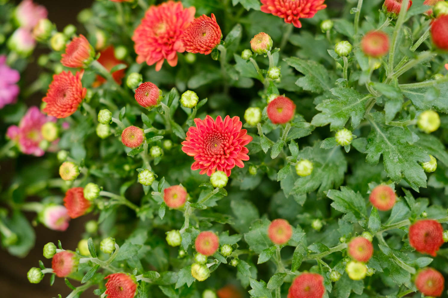 菊花 菊花
