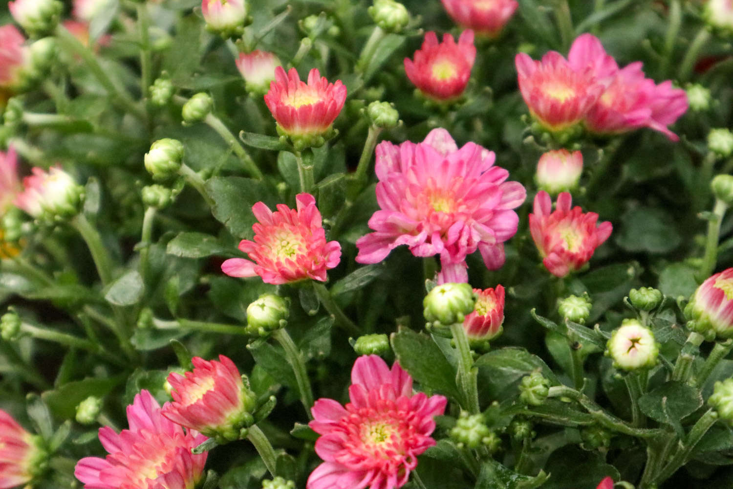 菊花 菊花